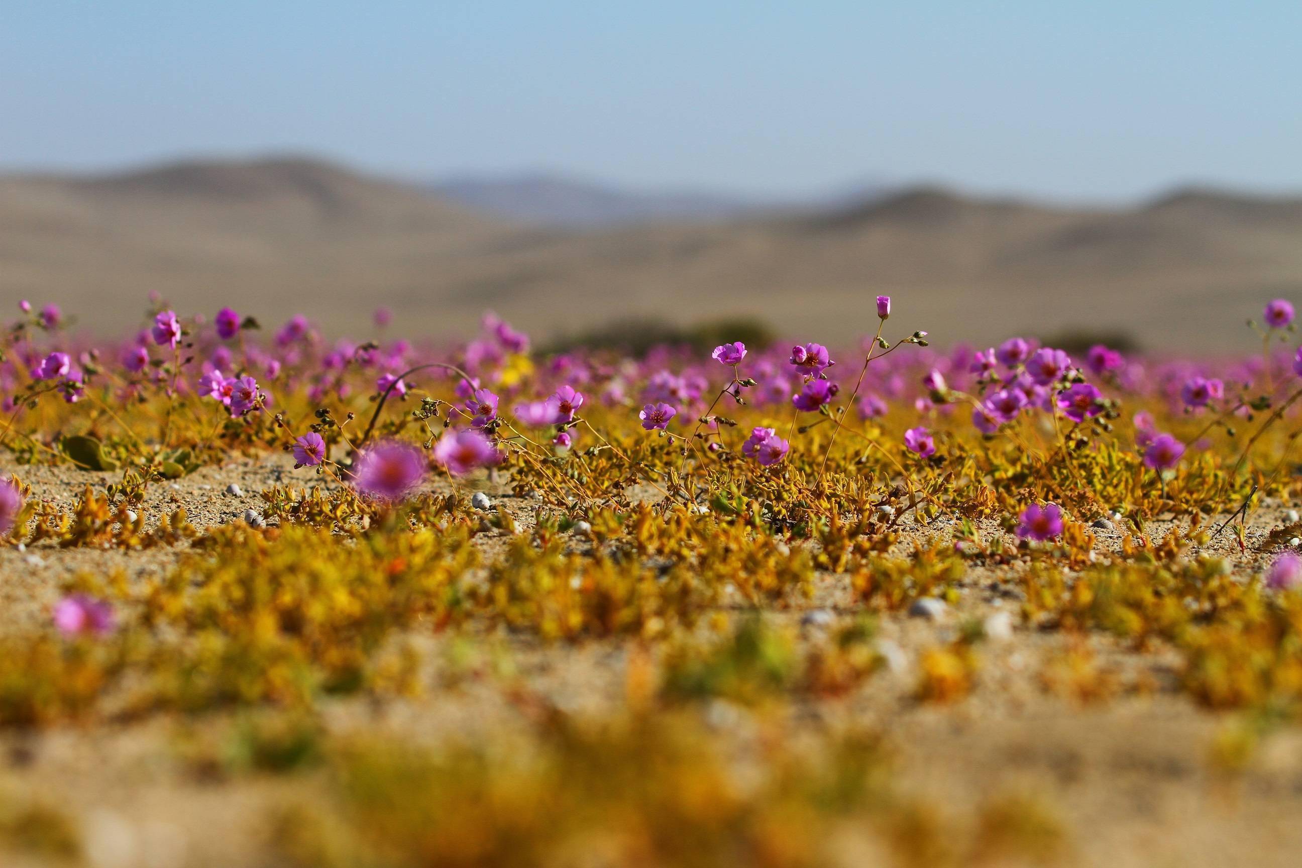智利沙漠花海图片