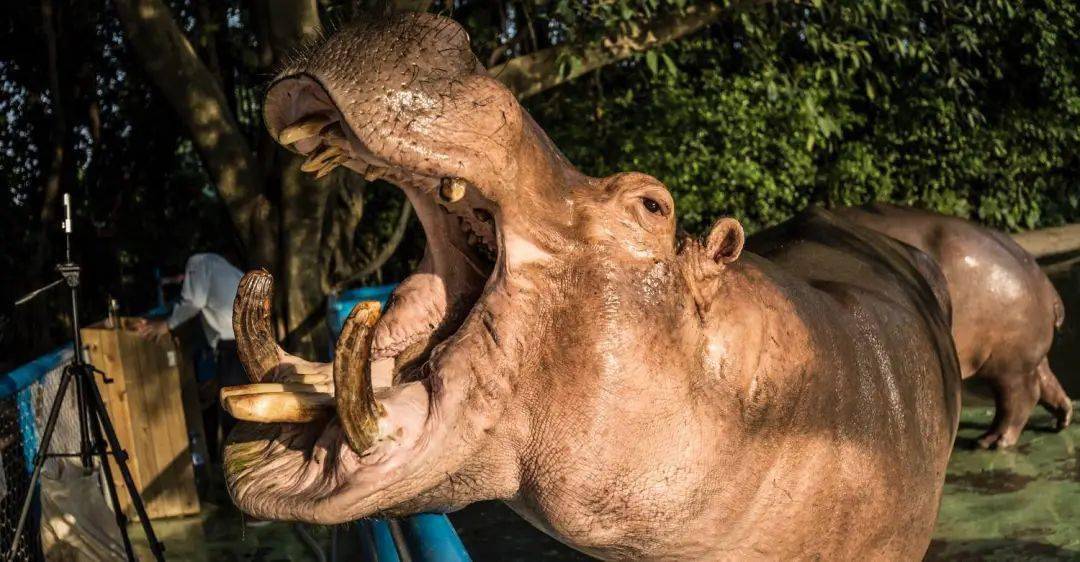 动物世界/欢乐世界/飞鸟乐园/水上乐园