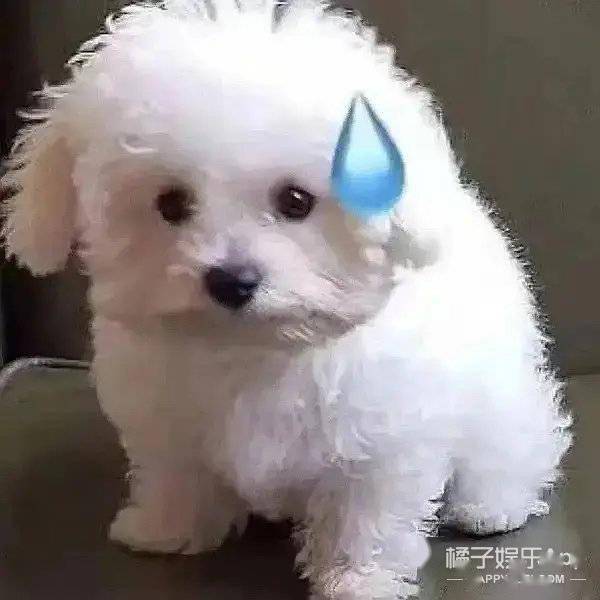 国公|芒果精戏好多，嘴损慕强只看收视率？刘涛是芒太后靳东是芒国公？