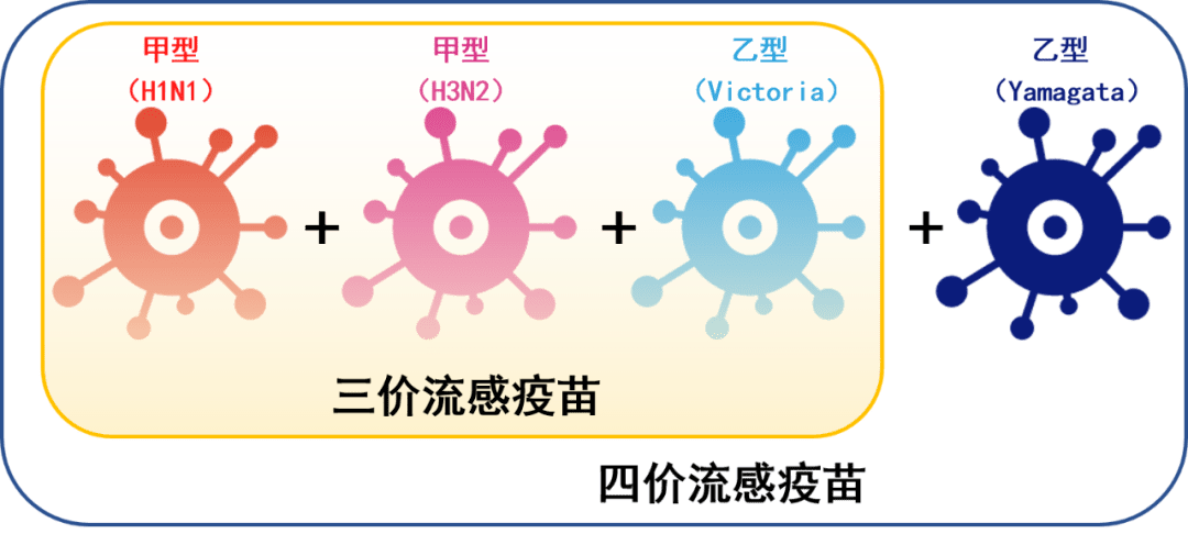 流感病毒可以分为甲,乙,丙,丁(或a,b,c,d)四个类型,其中