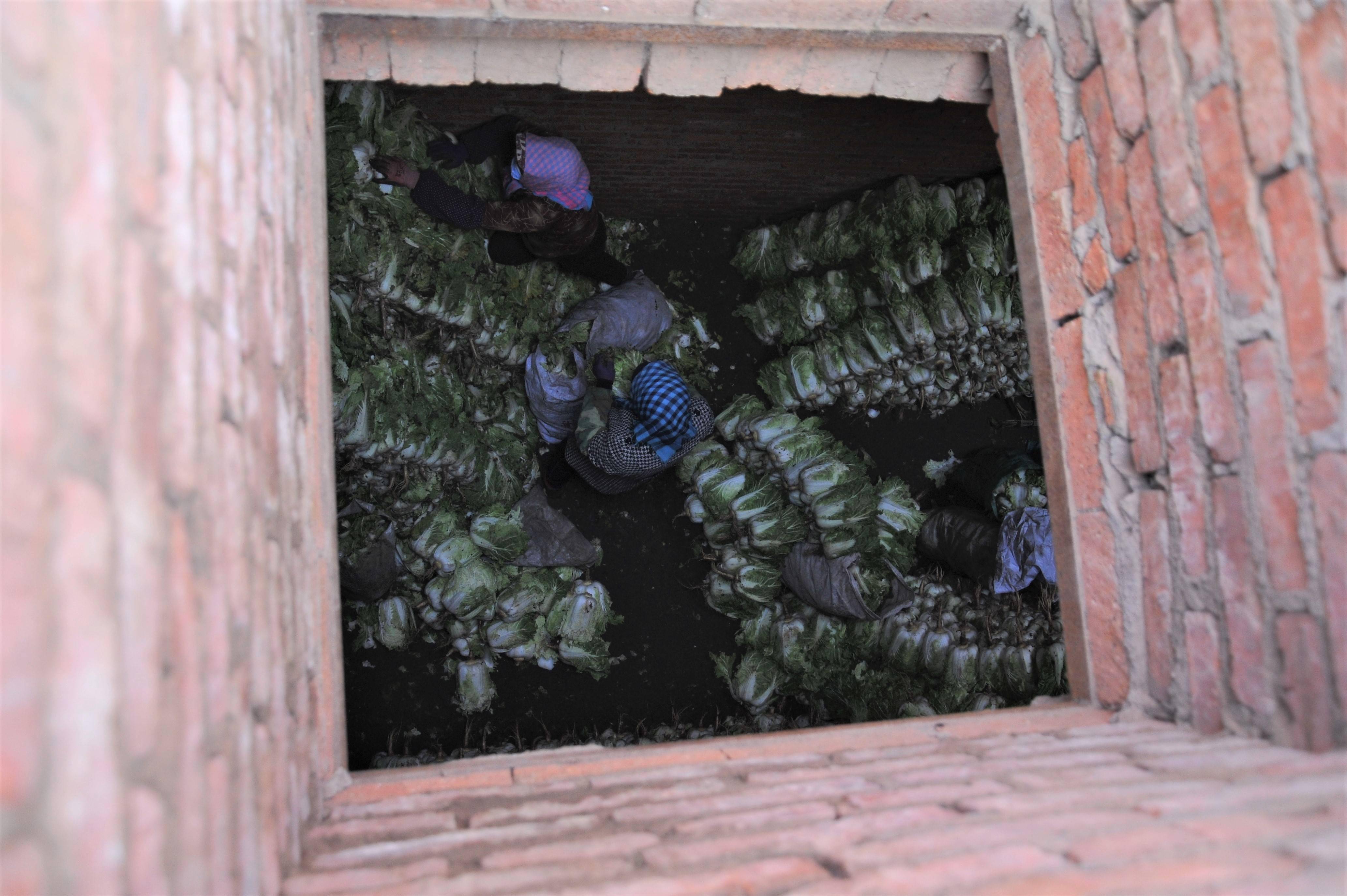 窖储大白菜等到冬天卖