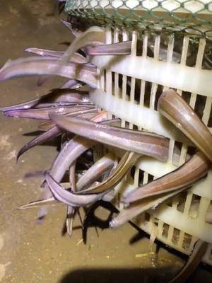 七星鳗鱼,特别好吃