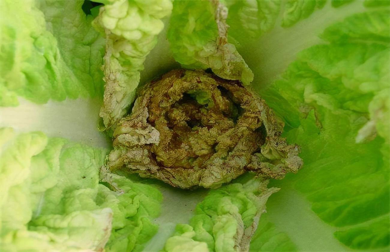 买来的大白菜叶子有的是黑色像腐烂一样你知道是什么原因吗
