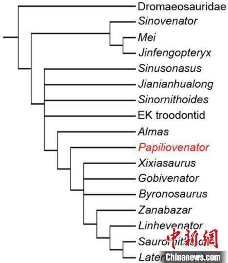 中国发现白垩纪晚期伤齿龙科恐龙新属种“内蒙古蝶猎龙”