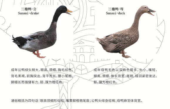 鹅脚和鸭脚的区别图图片