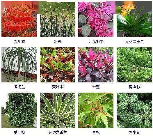 常见观叶植物100种你都认识吗