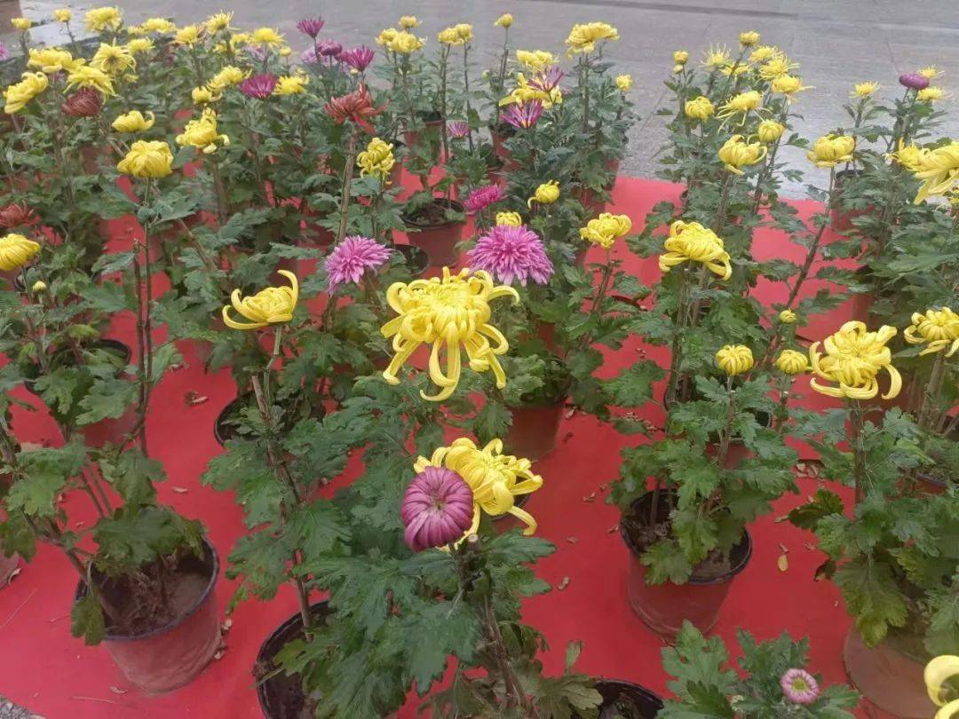 本次菊花展所展出的菊花均为学校自行培育,不仅美化了校园环境,提升了