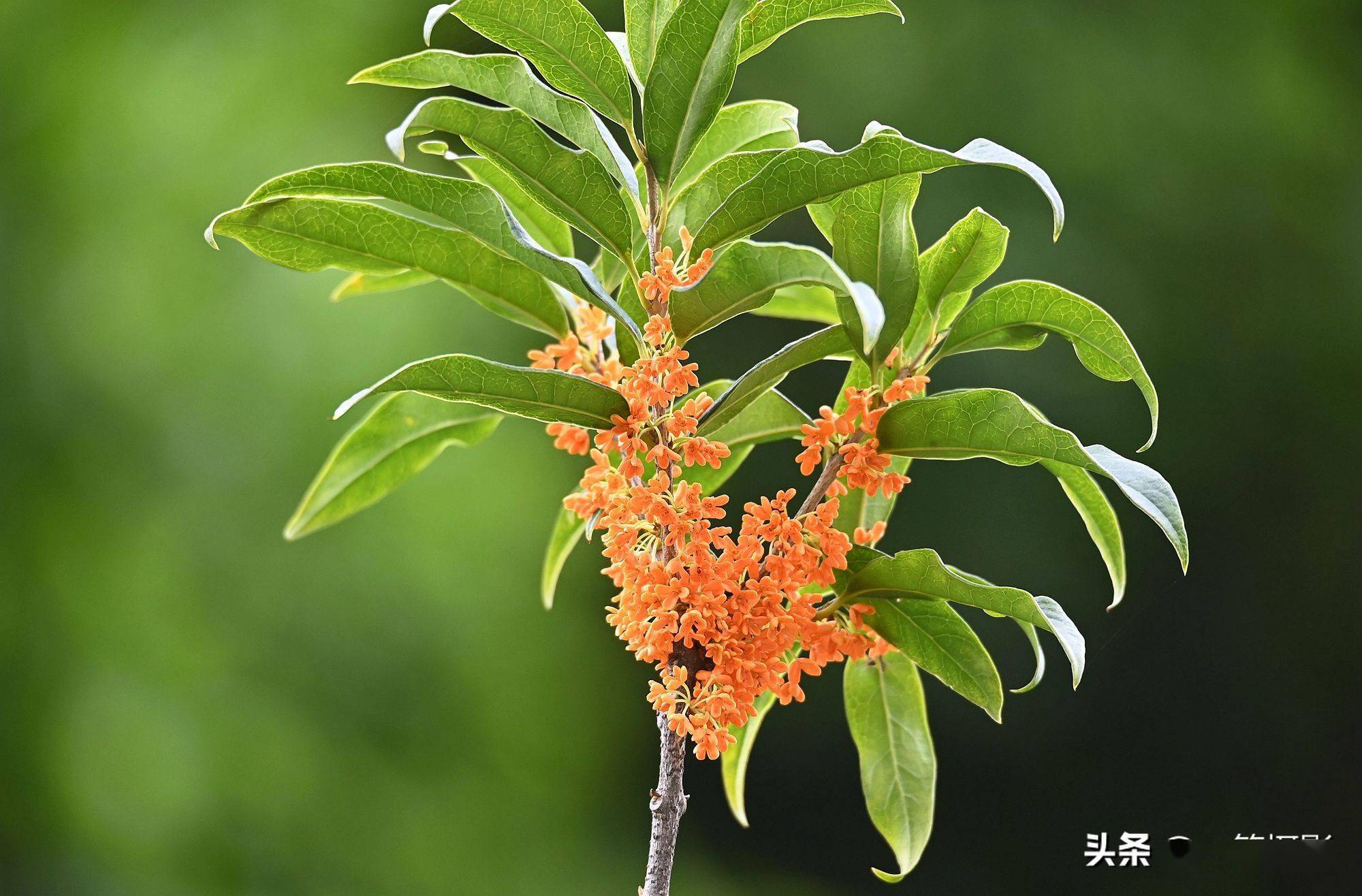 美丽的华南农大丹桂飘香