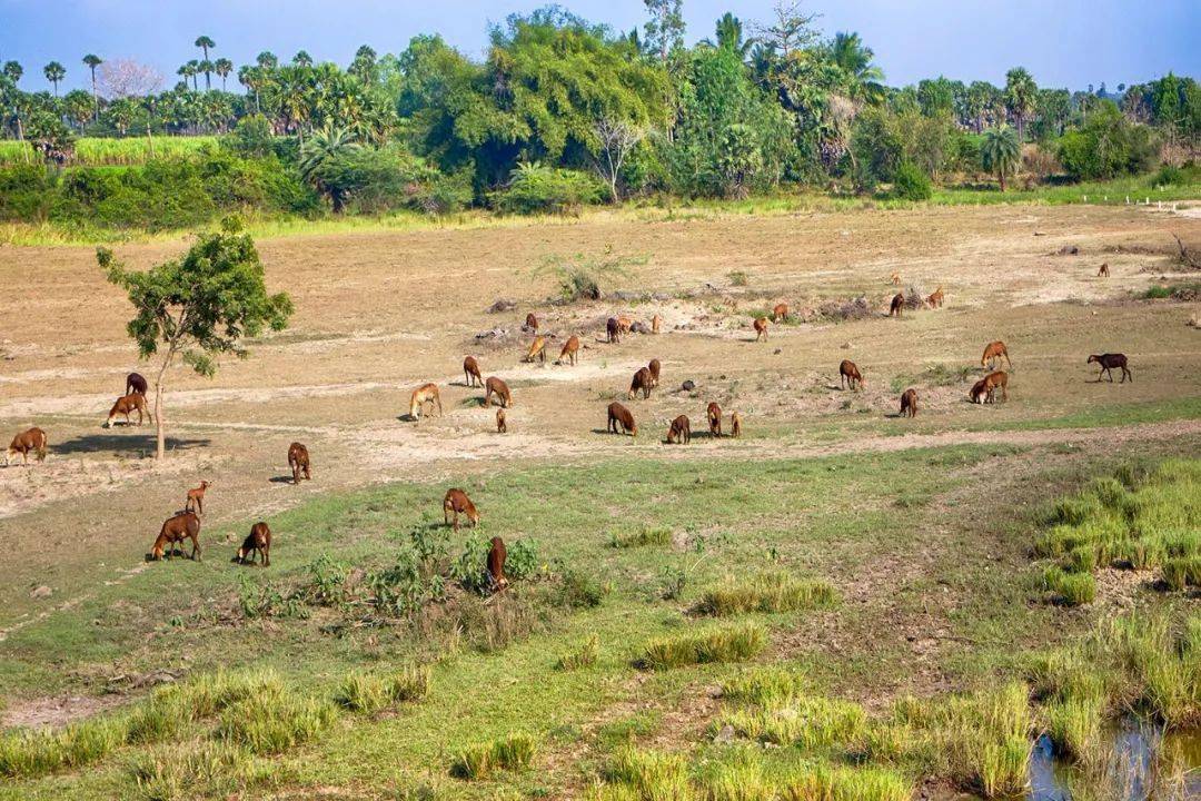 在印度,牛的过度放牧对土地造成影响