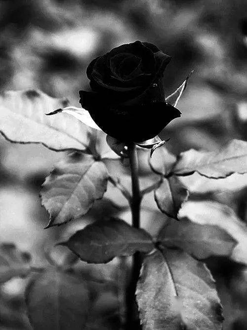 折磨|每天一首诗丨《我曾经爱过你》普希金