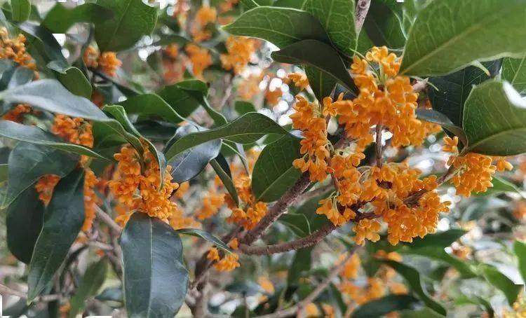 聚龙家人来稿深秋满桂飘香的小镇