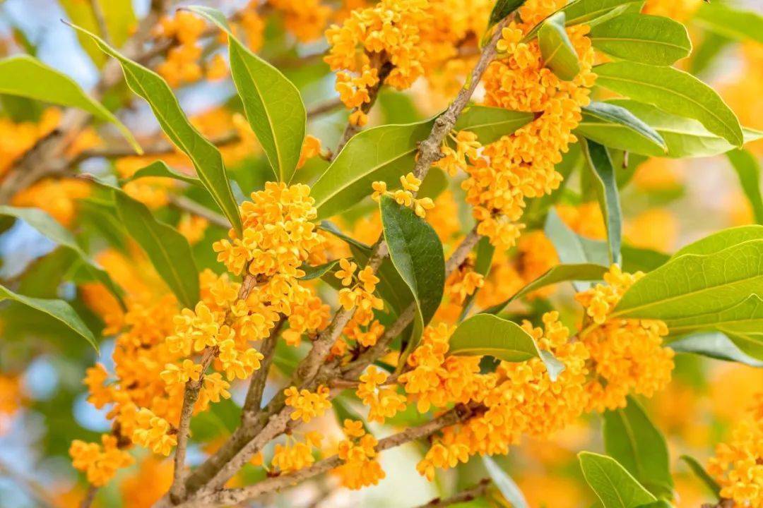 聚龙家人来稿深秋满桂飘香的小镇