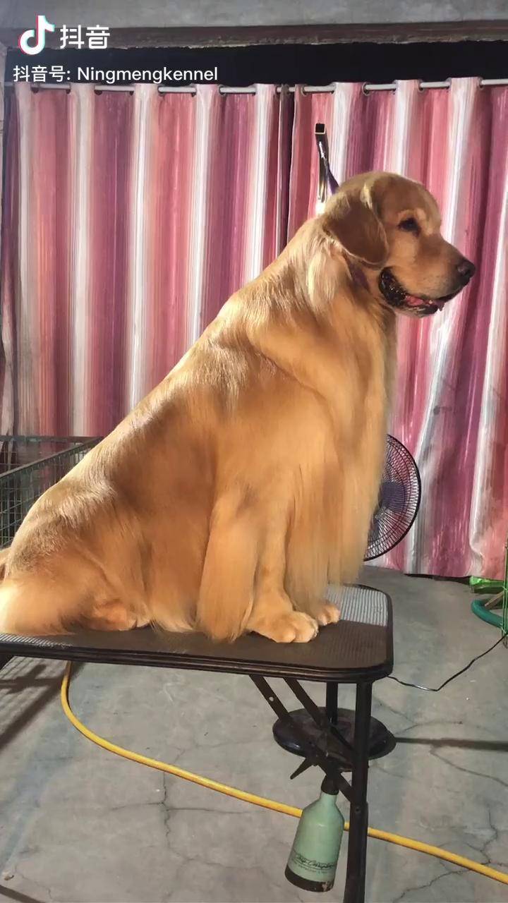 这才是金毛该有的样子金毛 赛级金毛