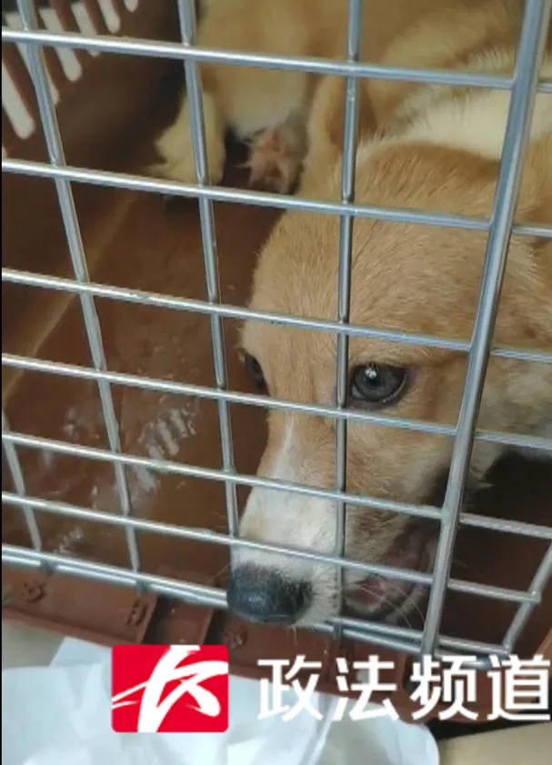 宠物女子半年内买到2只病犬，店家拒绝赔付，有关部门介入调查