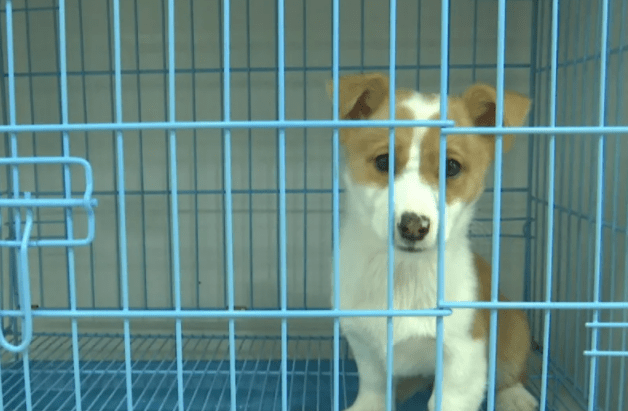 宠物女子半年内买到2只病犬，店家拒绝赔付，有关部门介入调查