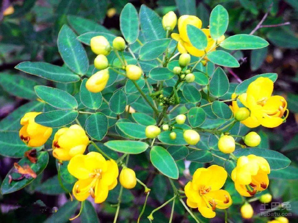 一味中药清肝明目降压降脂还能助睡安眠