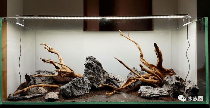 一个简单清爽的青龙石杜鹃根草缸