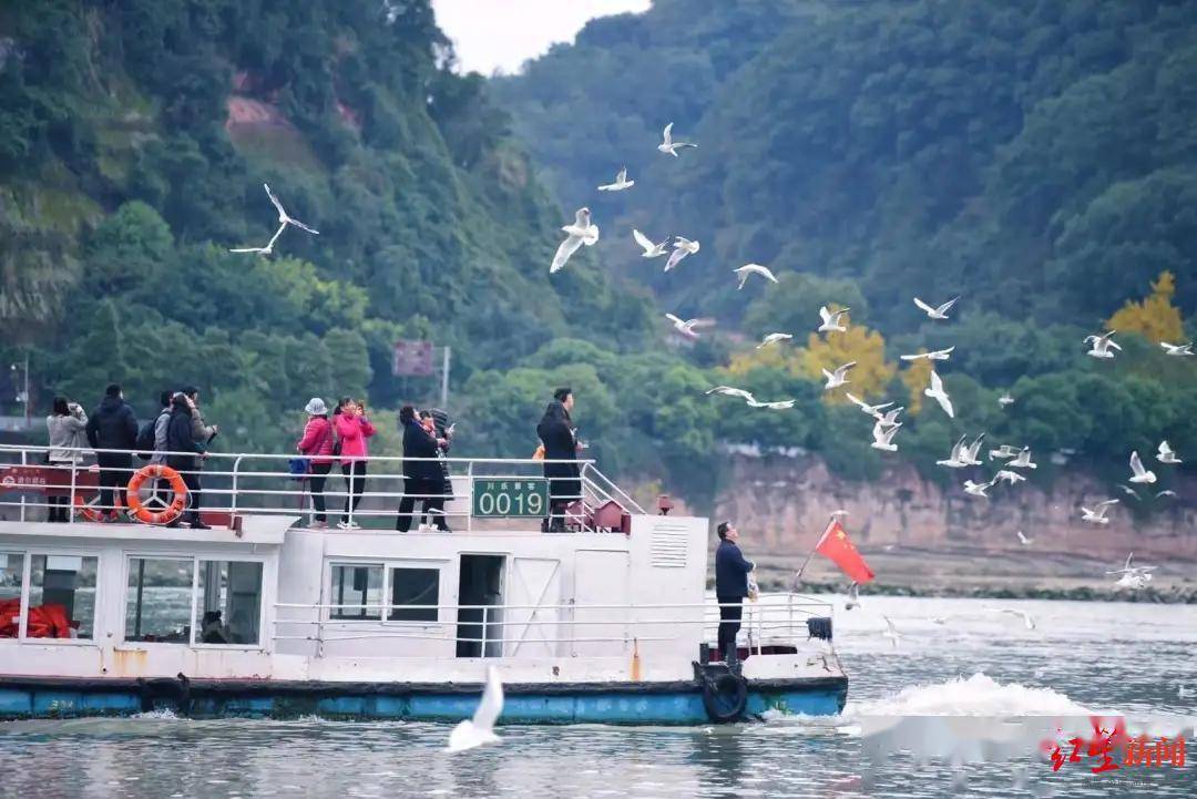 乐山大佛脚下：成群红嘴鸥江面嬉戏觅食，跳起“空中芭蕾”