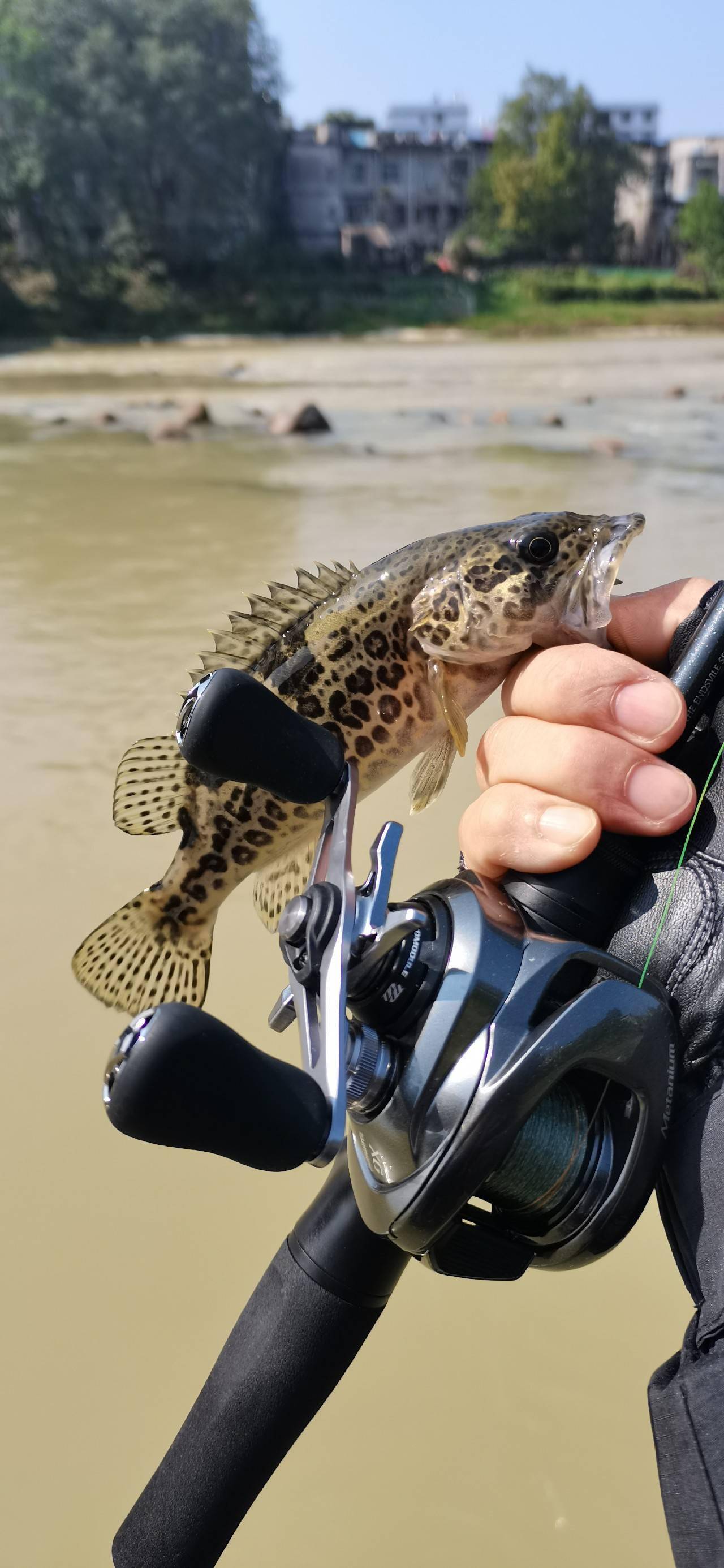 秋季河道探鳜鱼路亚标点很重要