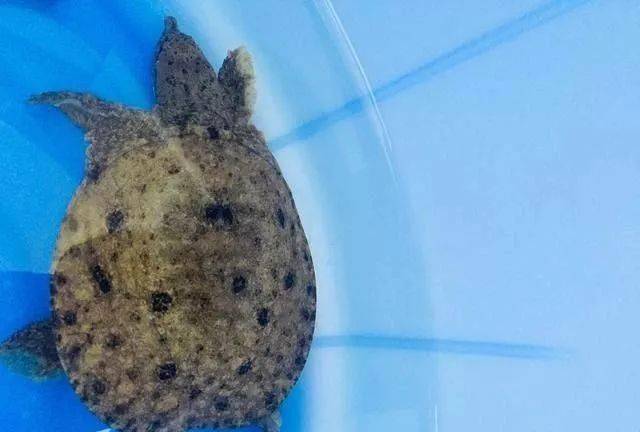 用它钓鱼,只需一块钱,反复用多次,防止杂鱼闹,还钓各种鱼