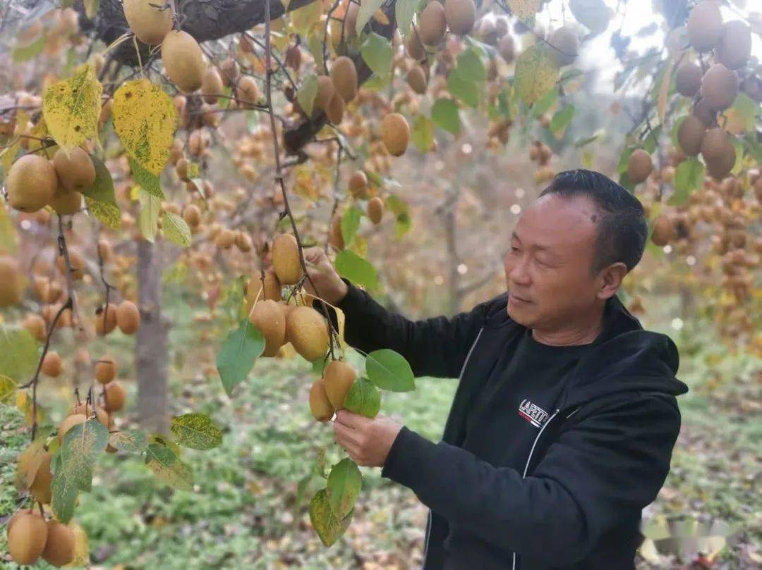 沙梨這個事業不斷做大做強,做成了洛寧果業的名片,免費為鄉鄰培訓種植