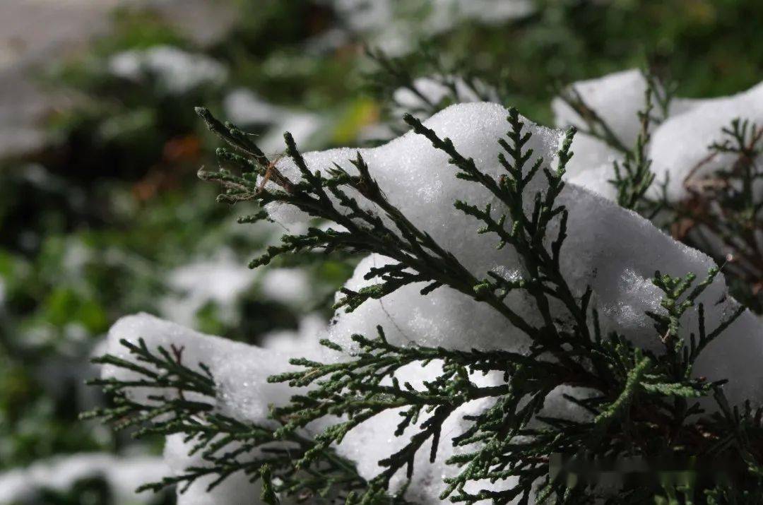 一樹一橋初雪中的校園每一片雪花都是冬天的來信雪·霽慢慢即漫漫年年