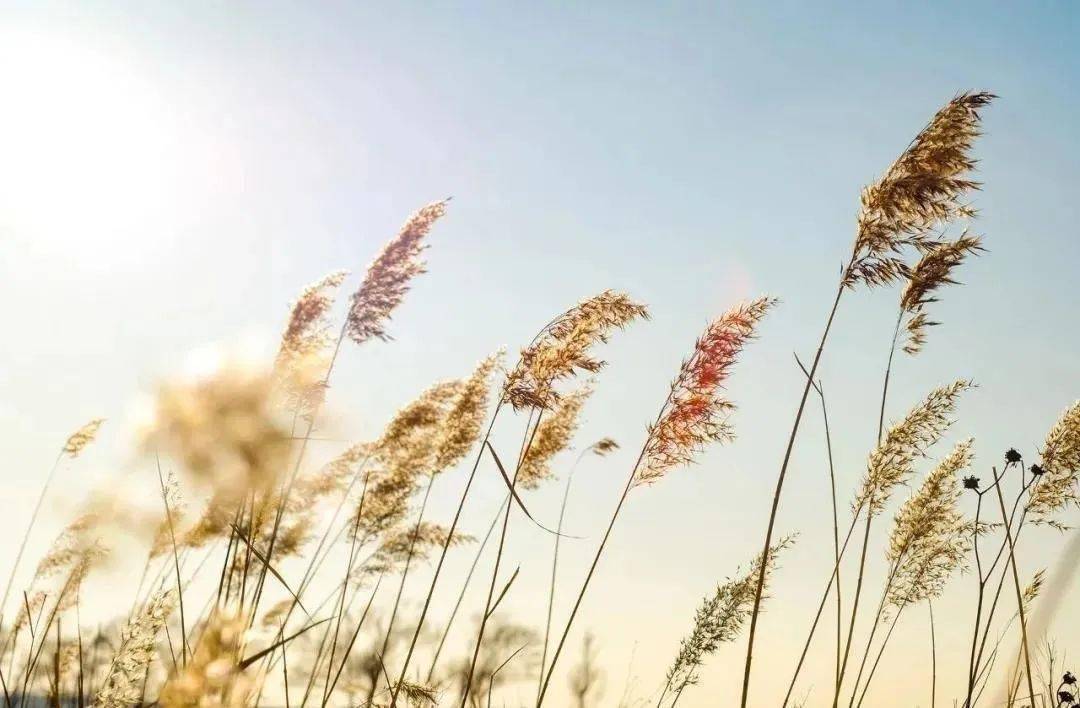 立冬丨凛冬将至万物始藏