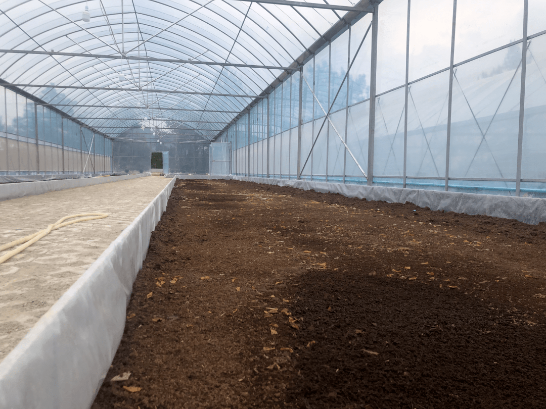 黑水虻,泰顺农村易腐垃圾处理新帮手_养殖