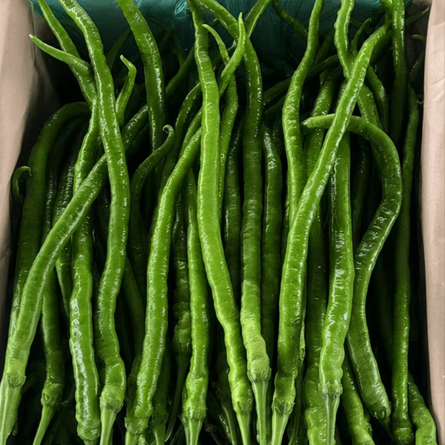 线椒的产量螺丝椒的口感高产又好吃的辣椒品种赶紧试试吧