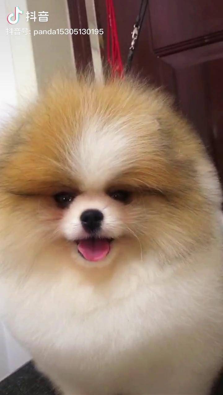 一个靠脸吃饭的小家伙就要你好看萌宠花博美