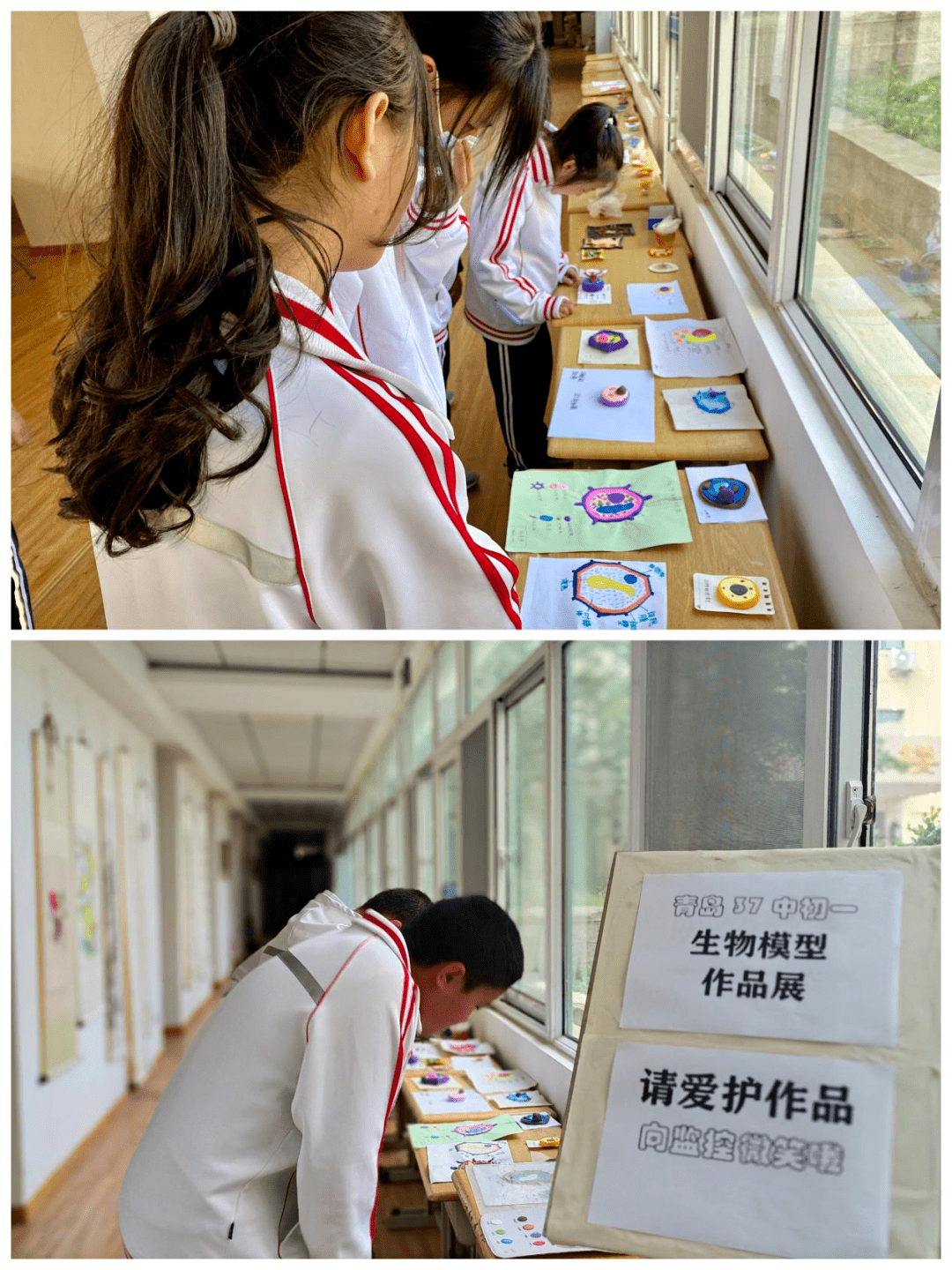 生物作業巧設計教學減量不減質青島三十七中舉辦生物模型展