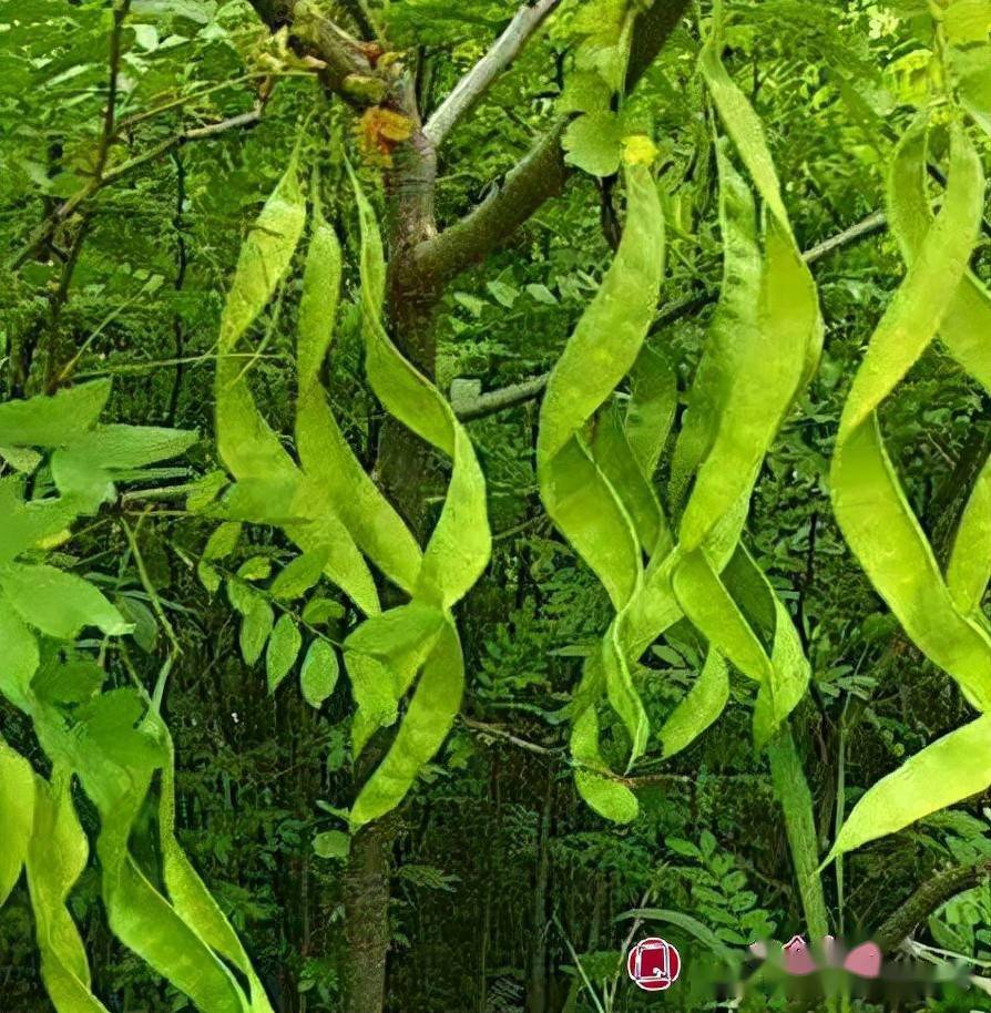 大规格皂角树价格近万元,十分稀缺