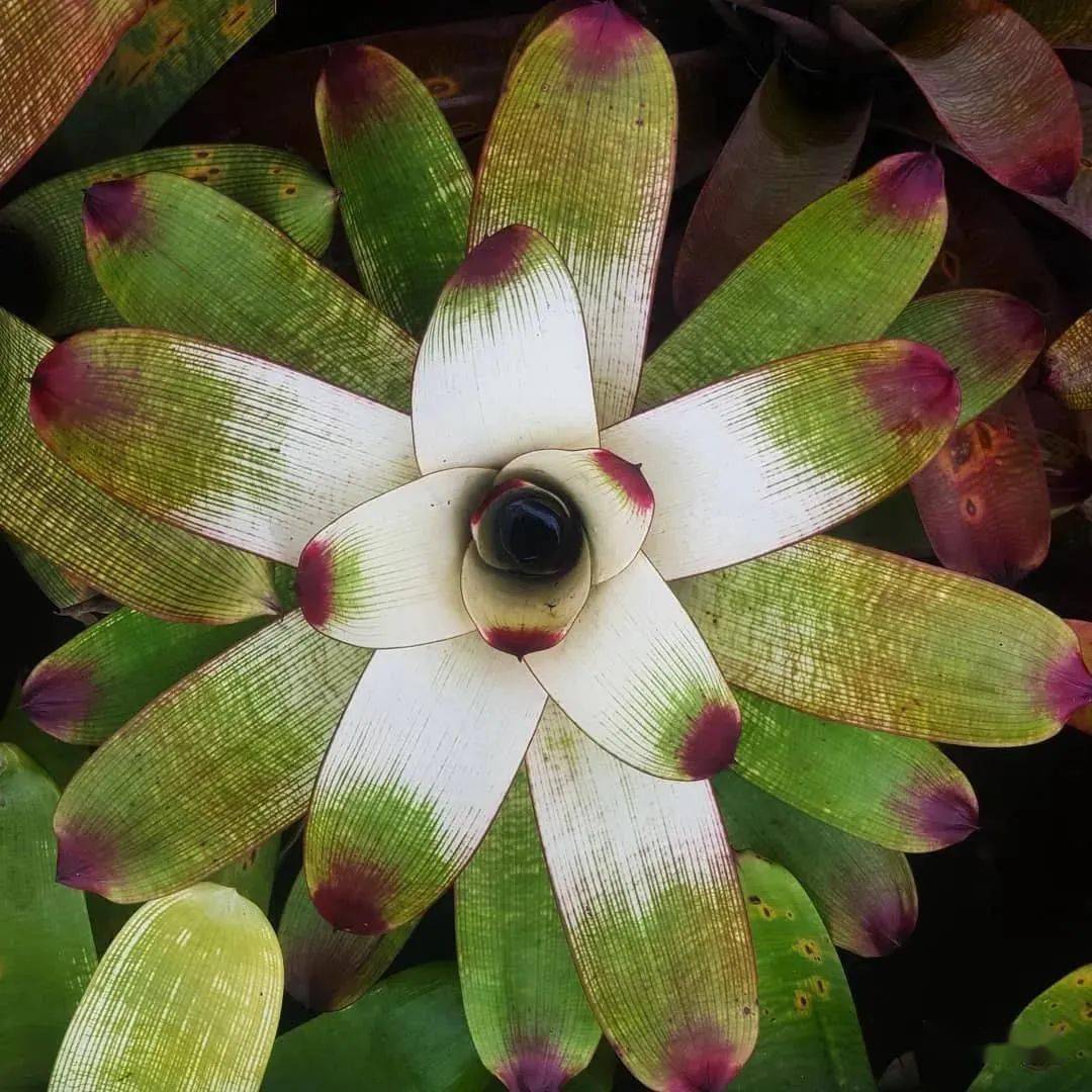 积水凤梨选购和维护攻略