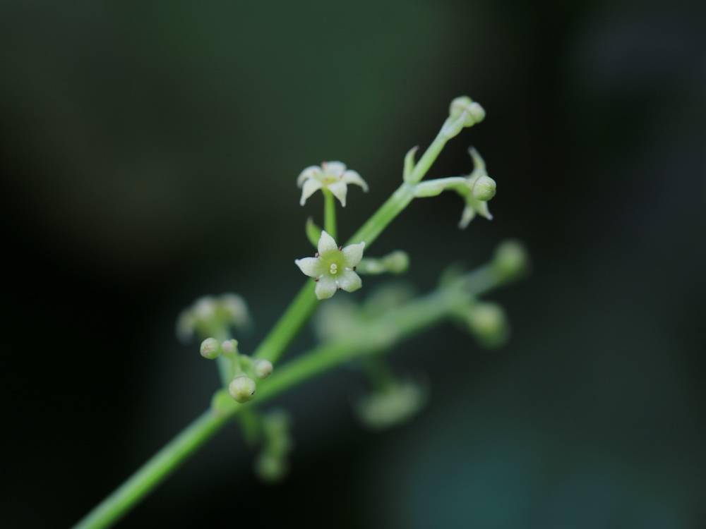 自然散步 茜草 三千年前 中国人谈情说爱的时候都有它 植物学