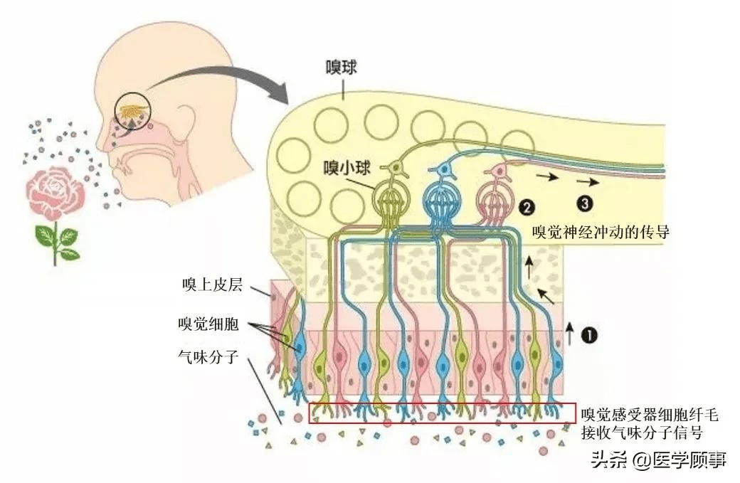 图7 纤毛在嗅觉感受中的作用(翻译自wikipedia