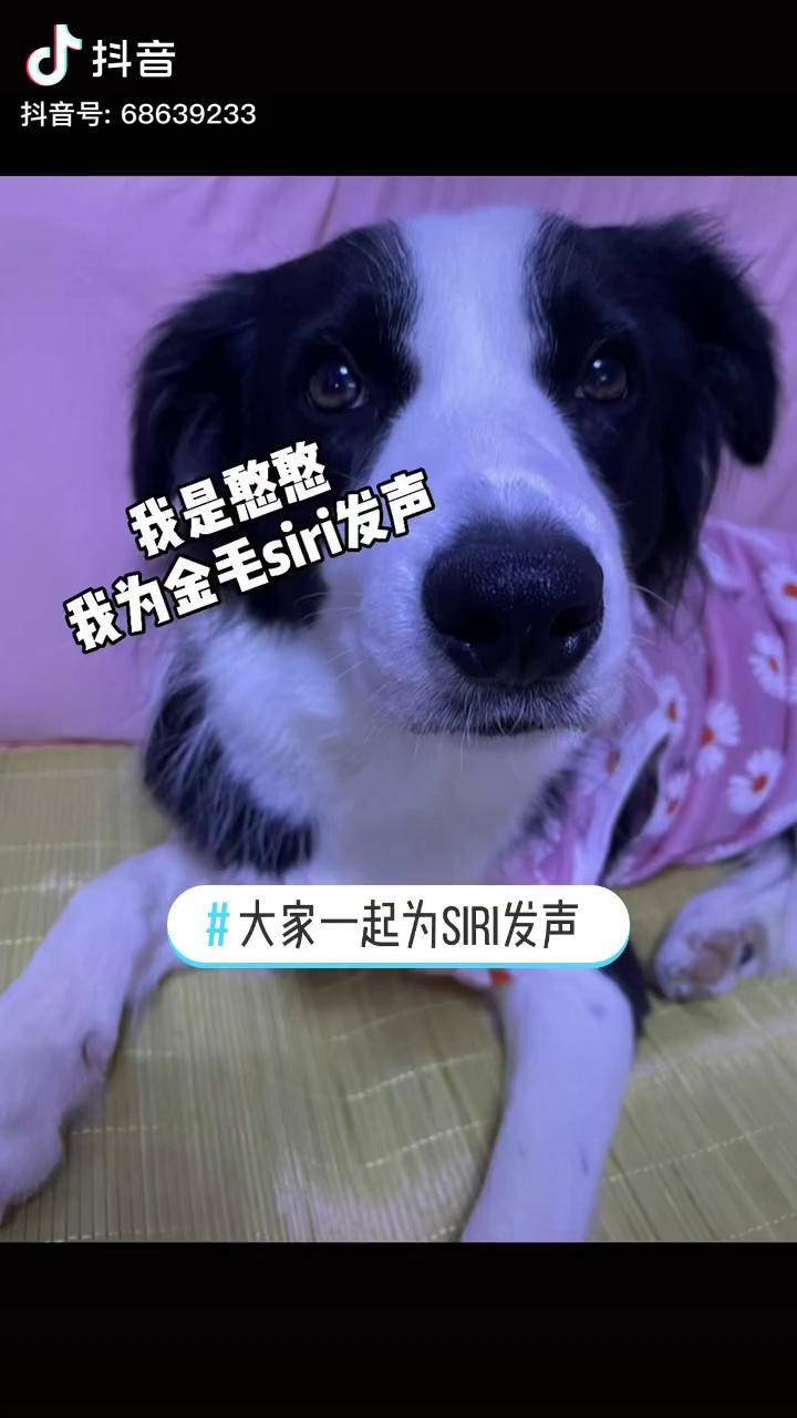 以这样的方式认识了一只叫siri的金毛此时它的主人承受着多大的伤害