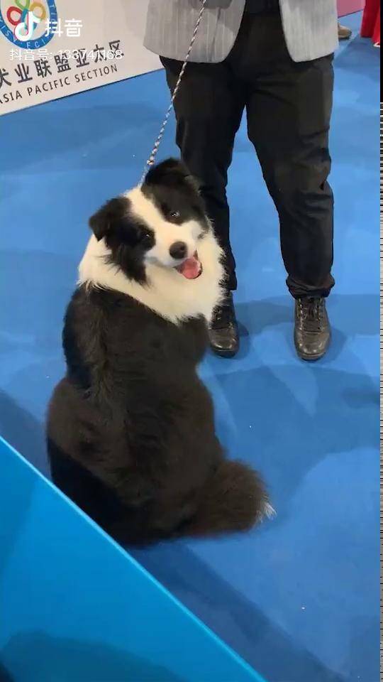 脸蛋就是甜高颜值边境牧羊犬萌宠边牧