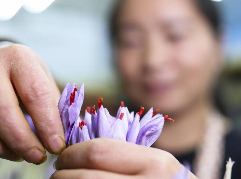 建德市|图集：西红花之乡迎丰收，头期花丝价比黄金，每公斤达三万元