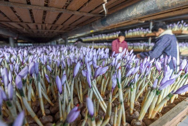 建德市|图集：西红花之乡迎丰收，头期花丝价比黄金，每公斤达三万元