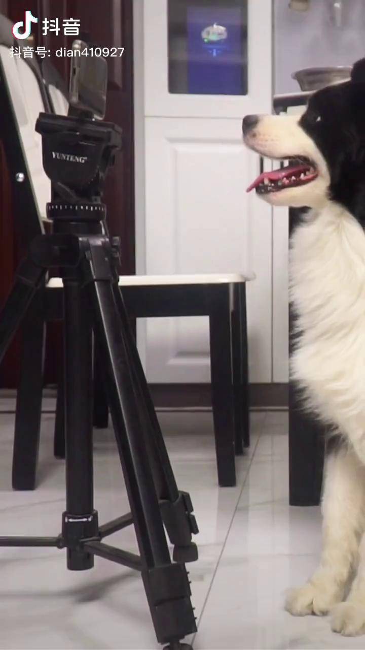 狗子长大了要自己学会拍抖音边牧 狗狗 假如狗子学会自己拍抖音