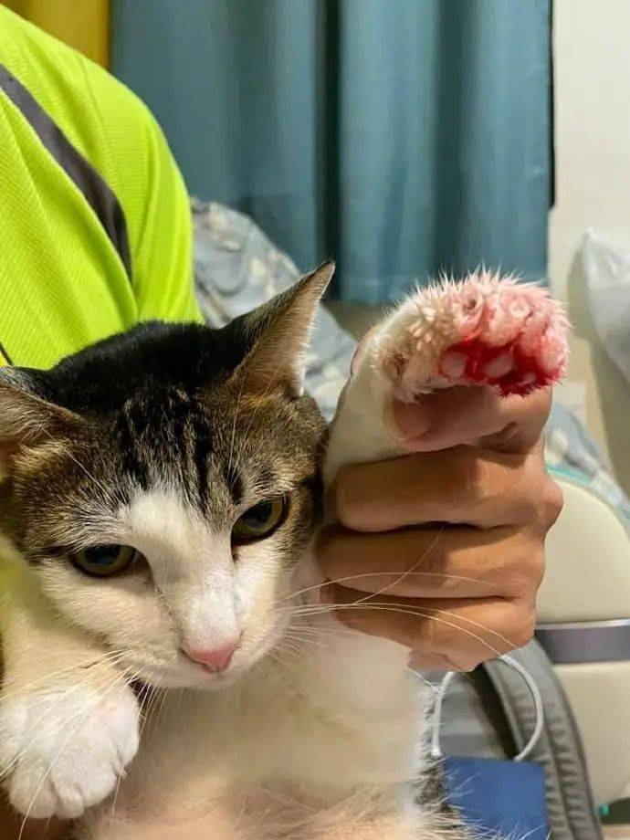 猫把我手臂当奶吸是它有问题还是我有问题