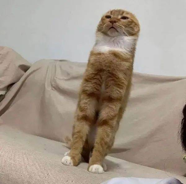 jb猫------------------------------老板,一碗螺狮hun,一盒椰汁儿