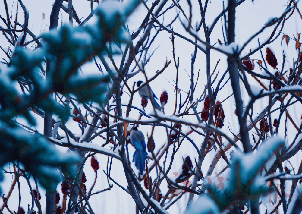 小风|分享雪景！还要注意这个东西