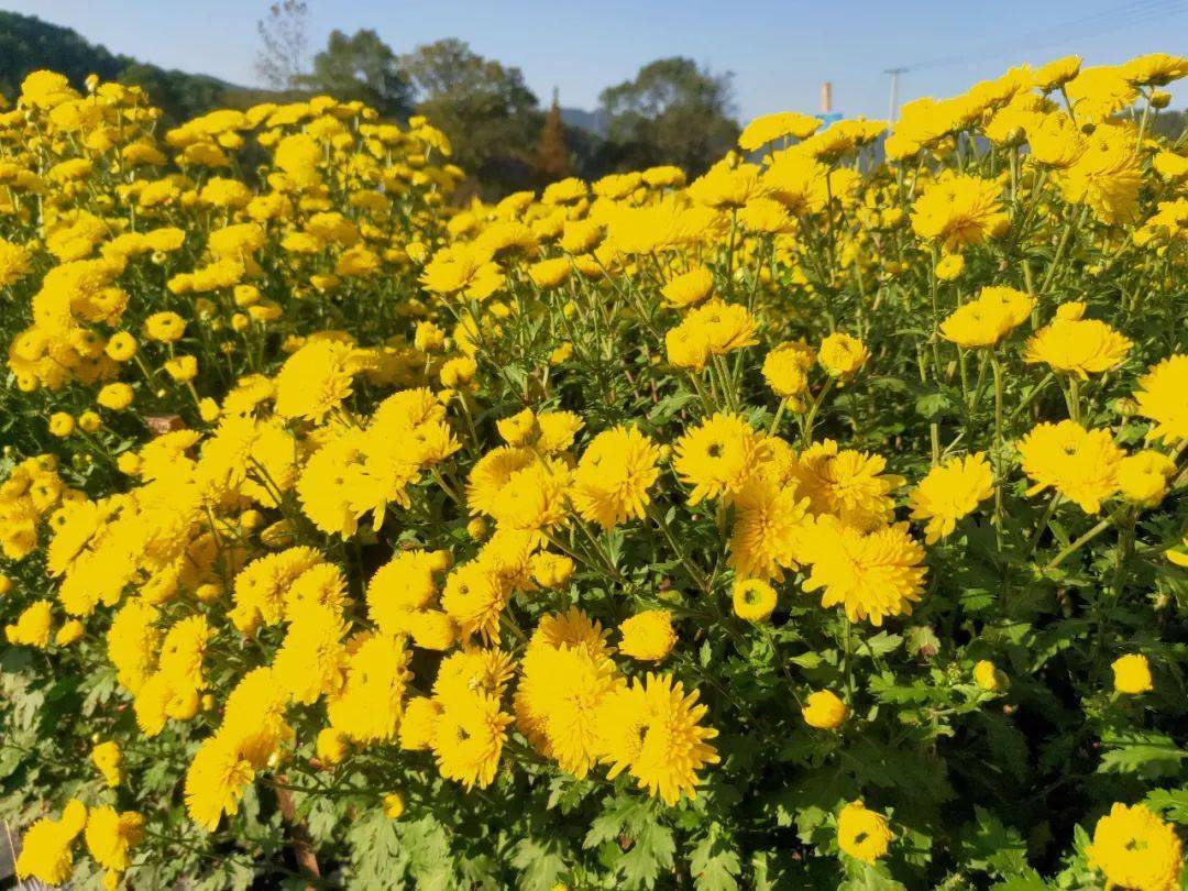 温汤500亩梯田菊花园绽放花开遍地美到惊艳郊游必打卡