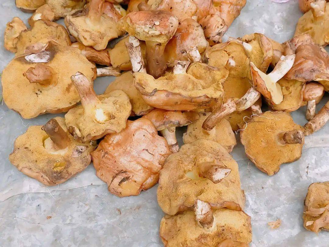 湘西网友发帖吐槽:剥皮菌不好吃,里面全都是蛆!太恶心了_大爷