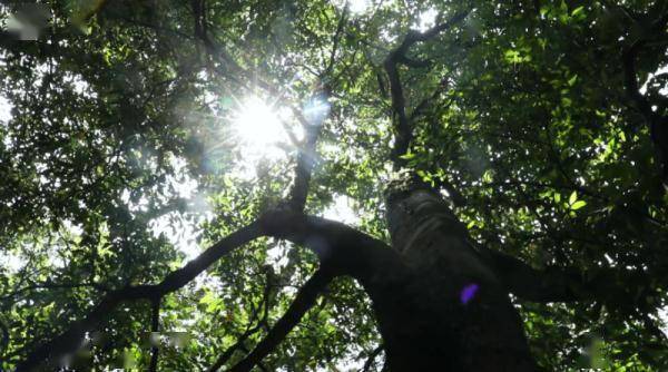 历史|文山三七宣传片——《时光里的三七》