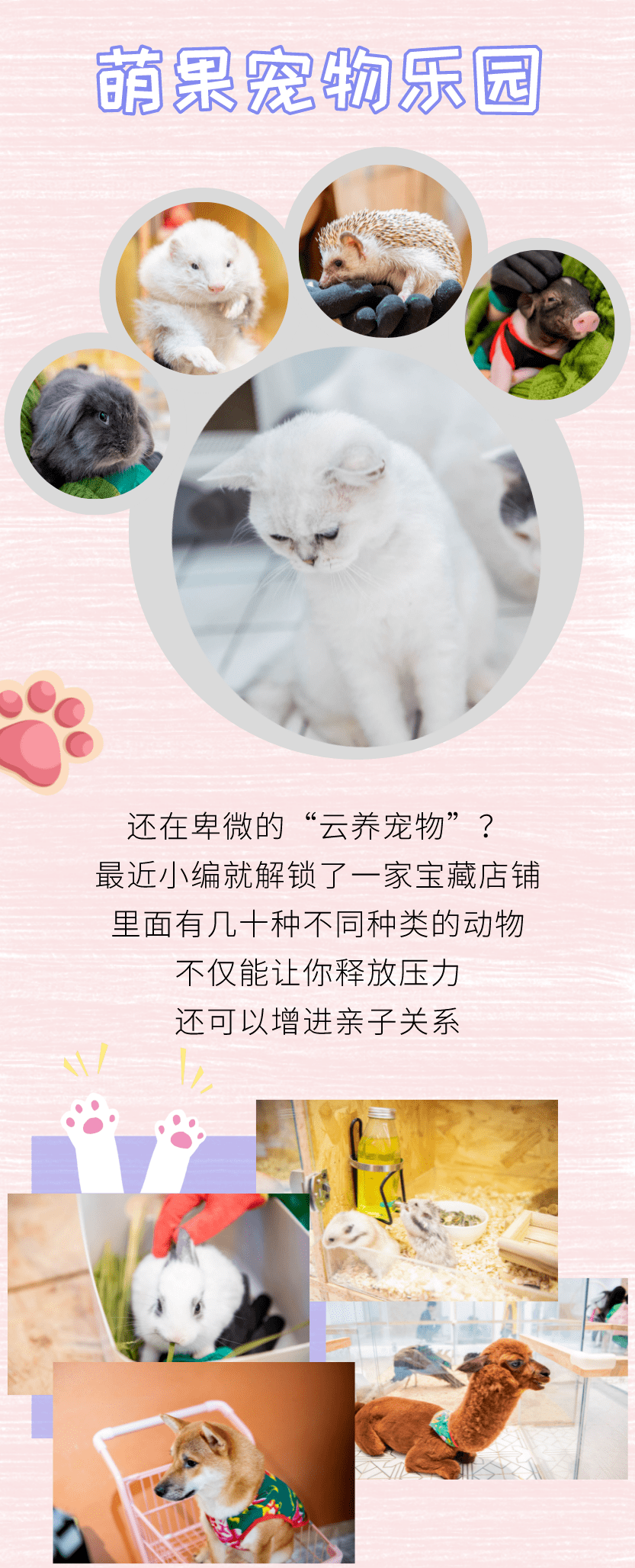 一大一小亲子套票仅需68元 几十种小动物亲密互动 还能现场喂食羊驼 龙猫 豚鼠 小猪猪 金丝熊