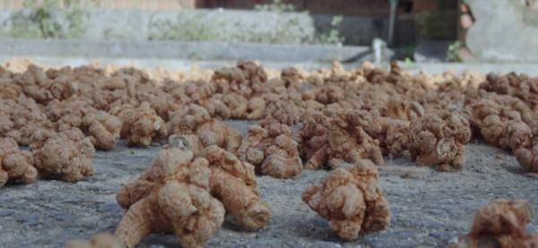 历史|文山三七宣传片——《时光里的三七》