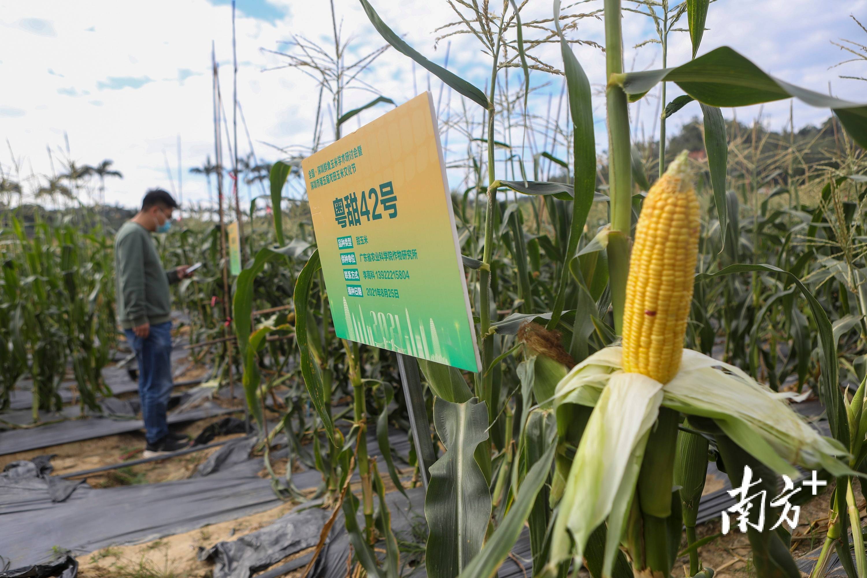 种业|第五届龙田玉米文化节在深圳开幕