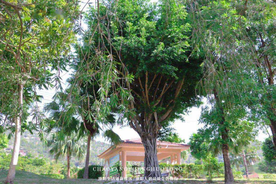 潮阳凤肚公园今天看到的